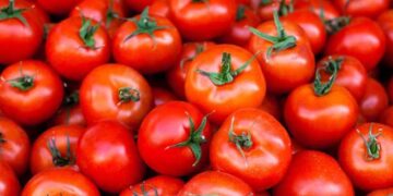 Record written tomato rate: ದಾಖಲೆ ಬರೆದ ಟೊಮೆಟೊ ದರ : ಕೆಜಿಗೆ 150 ರೂ. !