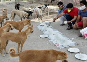 6.2 Crore Stray Dogs, 91 Lakh Stray Cats In India