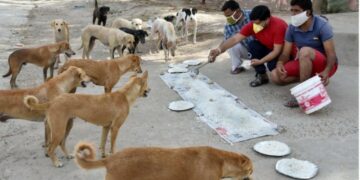 6.2 Crore Stray Dogs, 91 Lakh Stray Cats In India