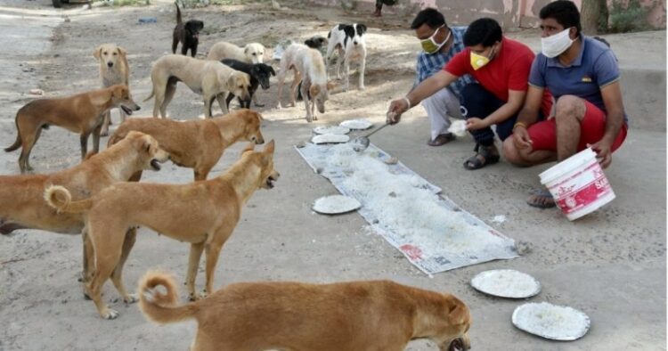 6.2 Crore Stray Dogs, 91 Lakh Stray Cats In India