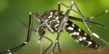 Dengue