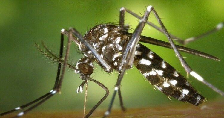 Dengue
