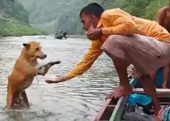 Dog Human Relation