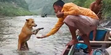 Dog Human Relation