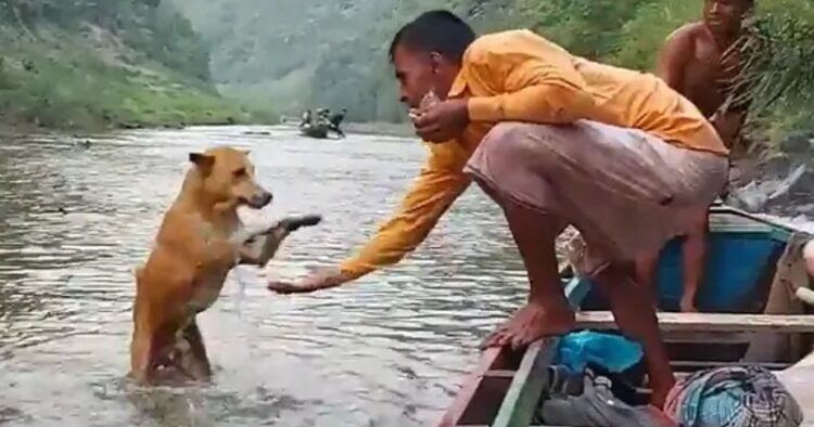 Dog Human Relation