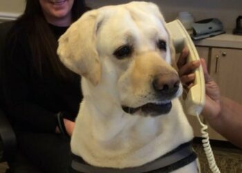 Dog phone