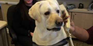 Dog phone