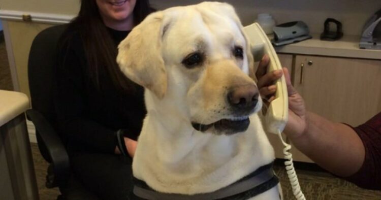 Dog phone