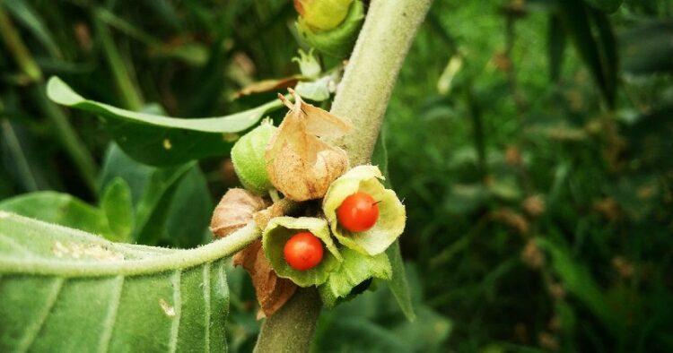 Ashwagandha