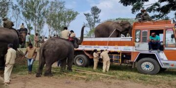 ಮಡಿಕೇರಿಯಿಂದ ಖಾಸಗಿ‌ ಒಡೆತನದ ಎಂಟು ಆನೆಗಳ ಸ್ಥಳಾಂತರ