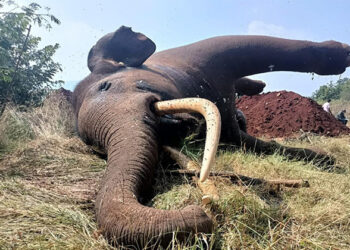 ತ್ಯಾಗದಬಾಗಿ ಮೀಸಲು ಅರಣ್ಯದಲ್ಲಿ ವಿದ್ಯುತ್ ಹರಿದು ಸಲಗ ಸಾವು