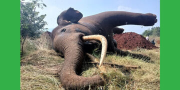 ತ್ಯಾಗದಬಾಗಿ ಮೀಸಲು ಅರಣ್ಯದಲ್ಲಿ ವಿದ್ಯುತ್ ಹರಿದು ಸಲಗ ಸಾವು