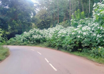 Demand for plant cover: ರಾಜ್ಯ ಹೆದ್ದಾರಿಗಳ ಅಕ್ಕಪಕ್ಕದಲ್ಲಿ ಬೆಳೆದಿರುವ ಗಿಡಗಂಟಿ ತೆರವಿಗೆ ಒತ್ತಾಯ