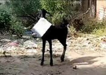 ಕಾನ್ಪುರದ ಸರ್ಕಾರಿ ಕಚೇರಿಯಿಂದ ಕಡತ  ಕದ್ದೋಡಿದ ಮೇಕೆ ಹಿಂದೆ ಬಿದ್ದ ನೌಕರ!