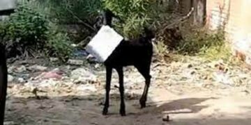 ಕಾನ್ಪುರದ ಸರ್ಕಾರಿ ಕಚೇರಿಯಿಂದ ಕಡತ  ಕದ್ದೋಡಿದ ಮೇಕೆ ಹಿಂದೆ ಬಿದ್ದ ನೌಕರ!