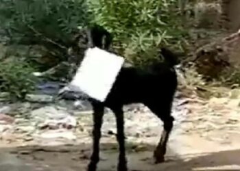 Goat to Government Office