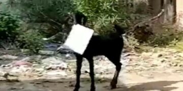Goat to Government Office