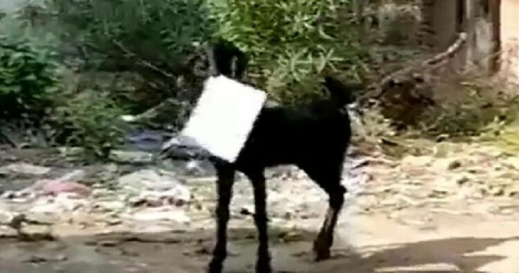 Goat to Government Office