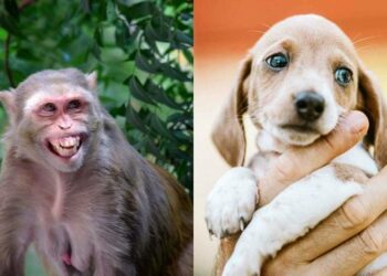 ಮಹಾರಾಷ್ಟ್ರದ ಬೀಡ್‌ ಜಿಲ್ಲೆಯಲ್ಲಿ ನಾಯಿಗಳ ಮೇಲೆ ಮಂಗಗಳ ಸೇಡು!