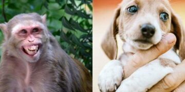 ಮಹಾರಾಷ್ಟ್ರದ ಬೀಡ್‌ ಜಿಲ್ಲೆಯಲ್ಲಿ ನಾಯಿಗಳ ಮೇಲೆ ಮಂಗಗಳ ಸೇಡು!