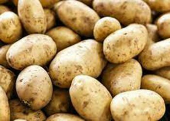 ಆಲೂಗಡ್ಡೆ ತಳಿಗೆ ಏಕಸ್ವಾಮ್ಯ ಪಡೆದಿದ್ದ ಪೆಪ್ಸಿ ಕಂಪನಿ ವಿರುದ್ಧದ ಮೊಕದ್ದಮೆ ಗೆದ್ದ ರೈತ ಮಹಿಳೆ