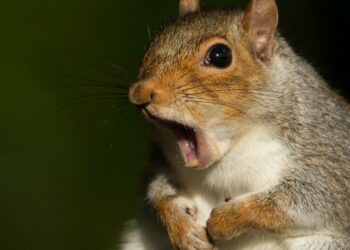 ಲಂಡನ್‌ನಲ್ಲಿ 18 ಜನರನ್ನು ಕಚ್ಚಿದ ದುಷ್ಟ ಅಳಿಲು.