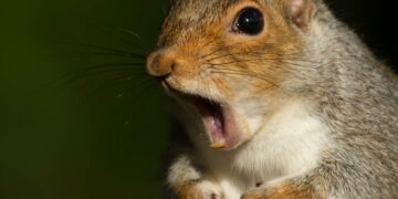 ಲಂಡನ್‌ನಲ್ಲಿ 18 ಜನರನ್ನು ಕಚ್ಚಿದ ದುಷ್ಟ ಅಳಿಲು.