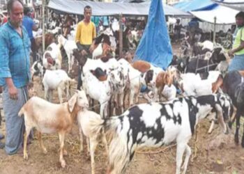 ಮುಸ್ಲಿಂರ ವೇಷ ಧರಿಸಿ, 124 ಮೇಕೆ ಖರೀದಿಸಿದ ಜೈನರು: ಇದರ ಹಿಂದಿದೆ ರೋಚಕ ಕಥೆ