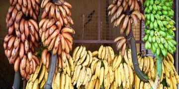 ಬಾಳೆಹಣ್ಣು ತಿಂದ್ರೆ ದಪ್ಪ ಆಗ್ತಾರಾ..? ಸಣ್ಣ ಆಗ್ತಾರಾ..? ಇಲ್ಲಿದೆ ನೋಡಿ ಸರಿಯಾದ ಉತ್ತರ.