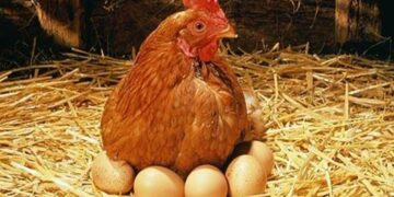 ಕೋಳಿ ಮೊದಲಾ? ಮೊಟ್ಟೆ ಮೊದಲಾ? ಎಂಬ ಪ್ರಶ್ನೆಗೆ ಉತ್ತರ ಕೊಟ್ಟವನ ಗತಿ ಏನಾಯ್ತು ಗೊತ್ತಾ..?